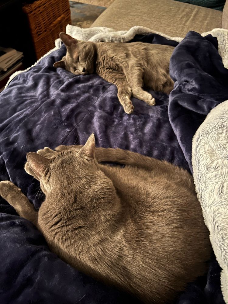 Zoomed out view of previous image showing a second grey cat asleep on the same blanket.
