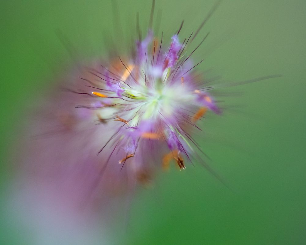very close up photo of a plant 