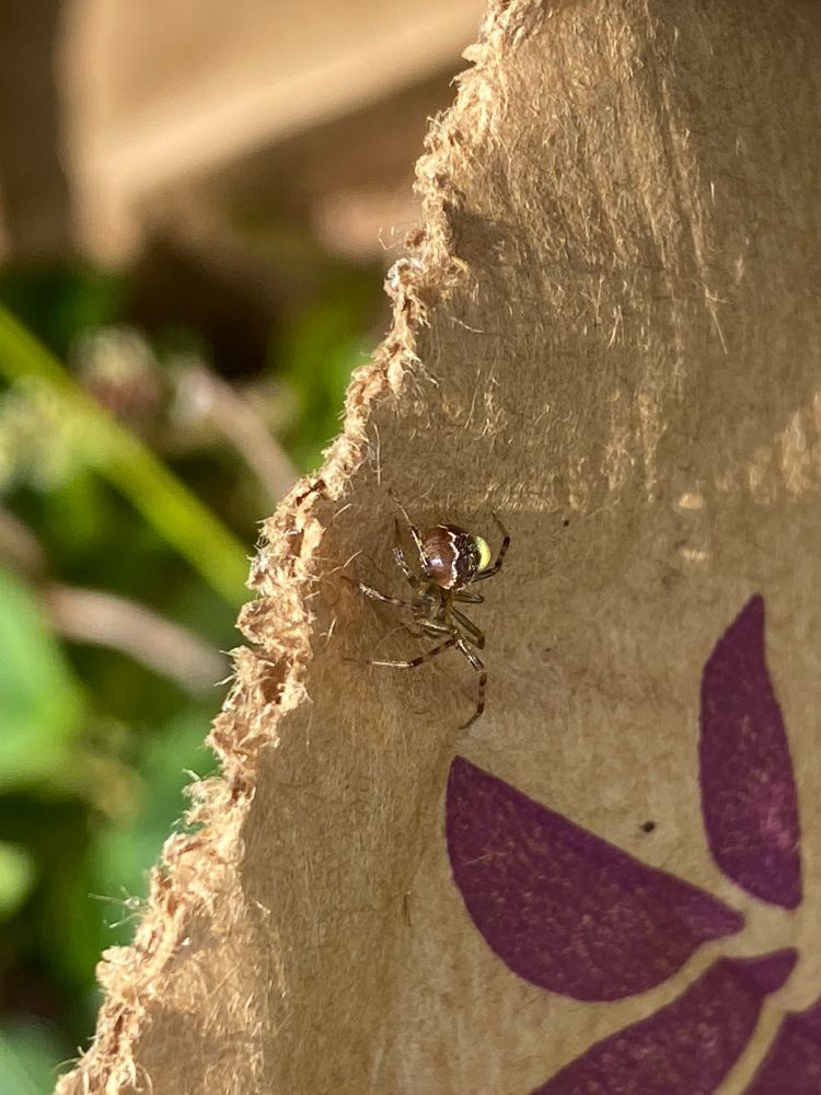 Female Enoplognatha marmorata(?) with an endoparasite of some sort. 