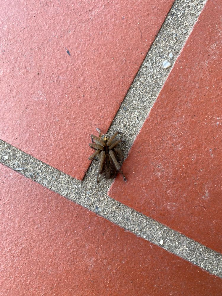 Paralyzed female Tigrosa (ex-Hogna, ex-Lycosa) helluo on its way to a spider wasp‘s birthing chamber