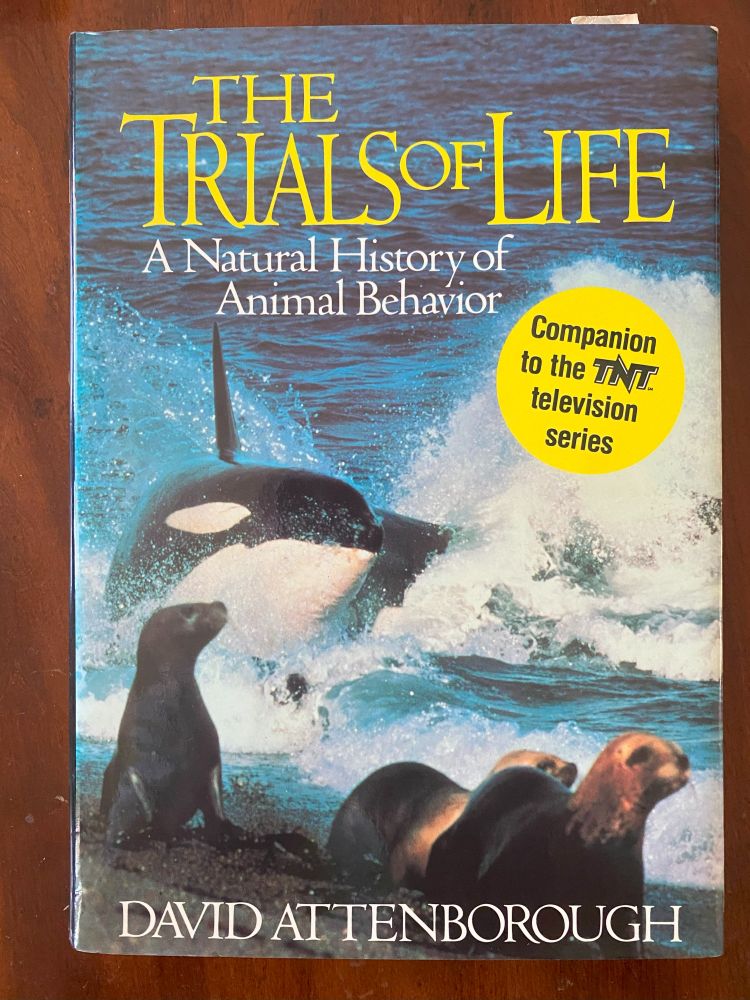 Orca decides he wants to be a Sea Lion for a change.
The Trials Of Life by David Attenborough