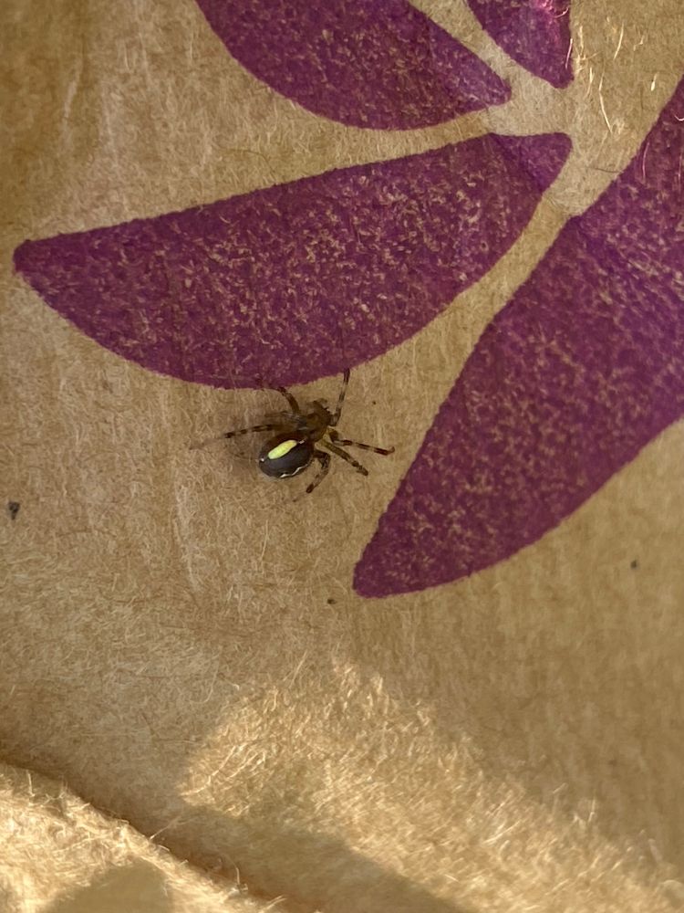 Female Enoplognatha marmorata(?) with yellow endoparasite.