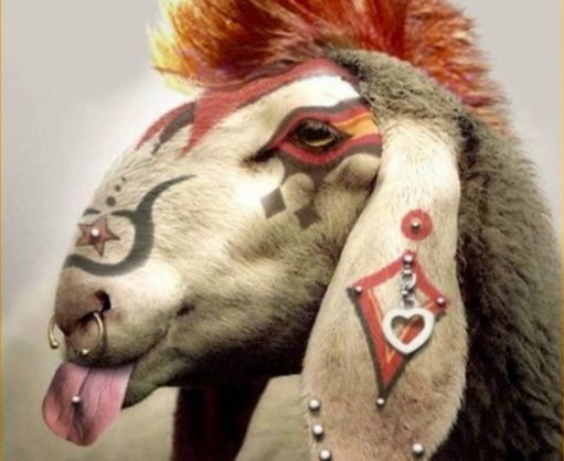 Foto eines Schafes. Nur der Kopf leicht im Profil. Das Schaf hat einen rot gefärbten irokesenschnitt, bunte Bemalungen im Gesicht, die mit Piercings & Dermals geschmückt sind. Ganz punking streckt das fotomintierte Schaf die Zunge raus.