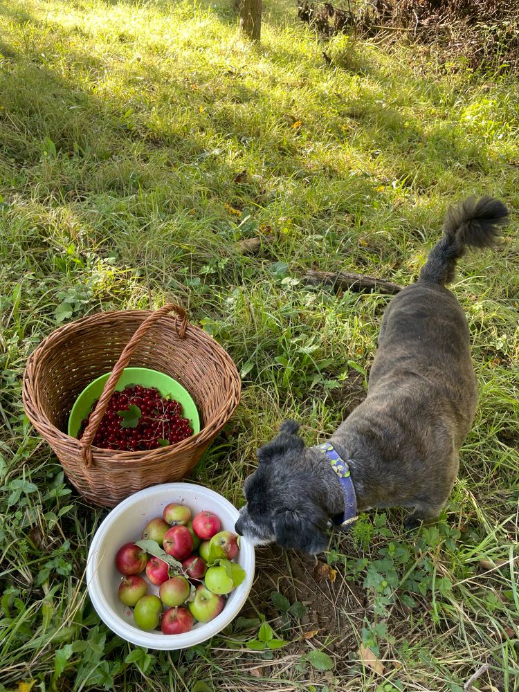 Apples and red currants in bowls by a little dog 
