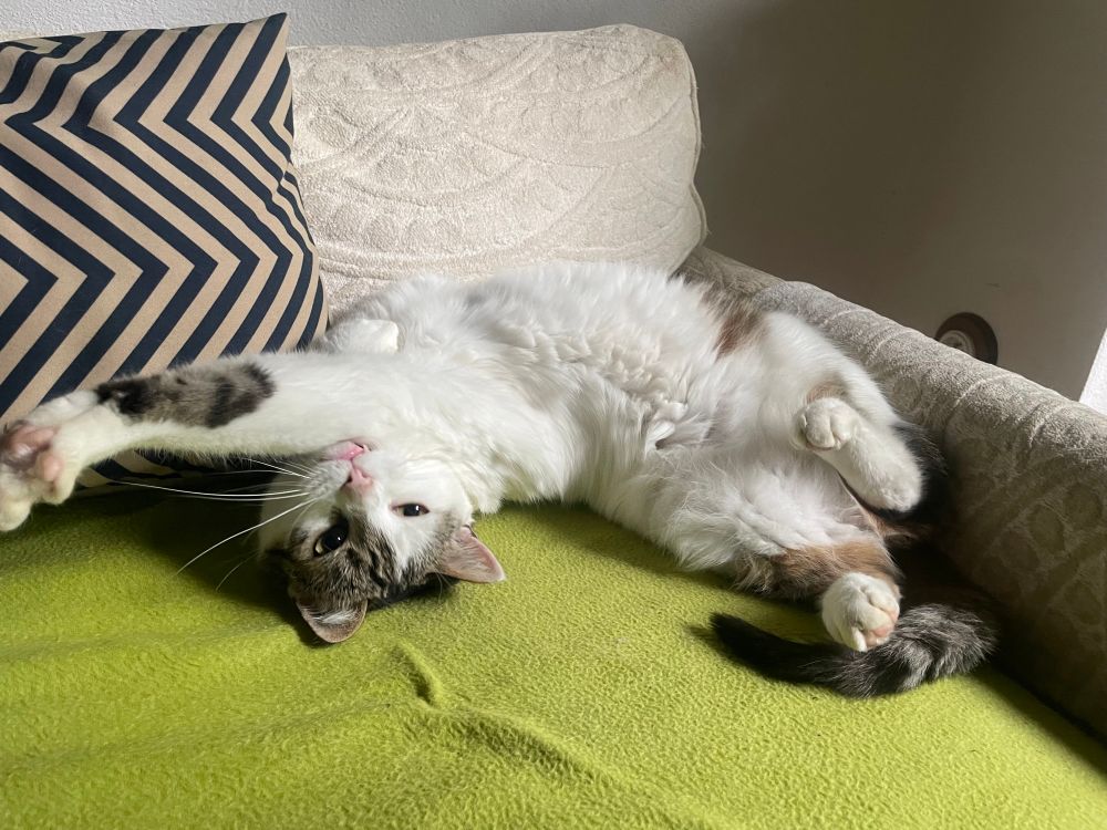 White calico cat stretching on a chair 