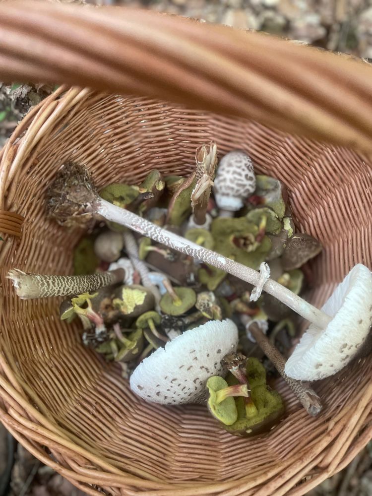 A basket with different wild mushrooms
