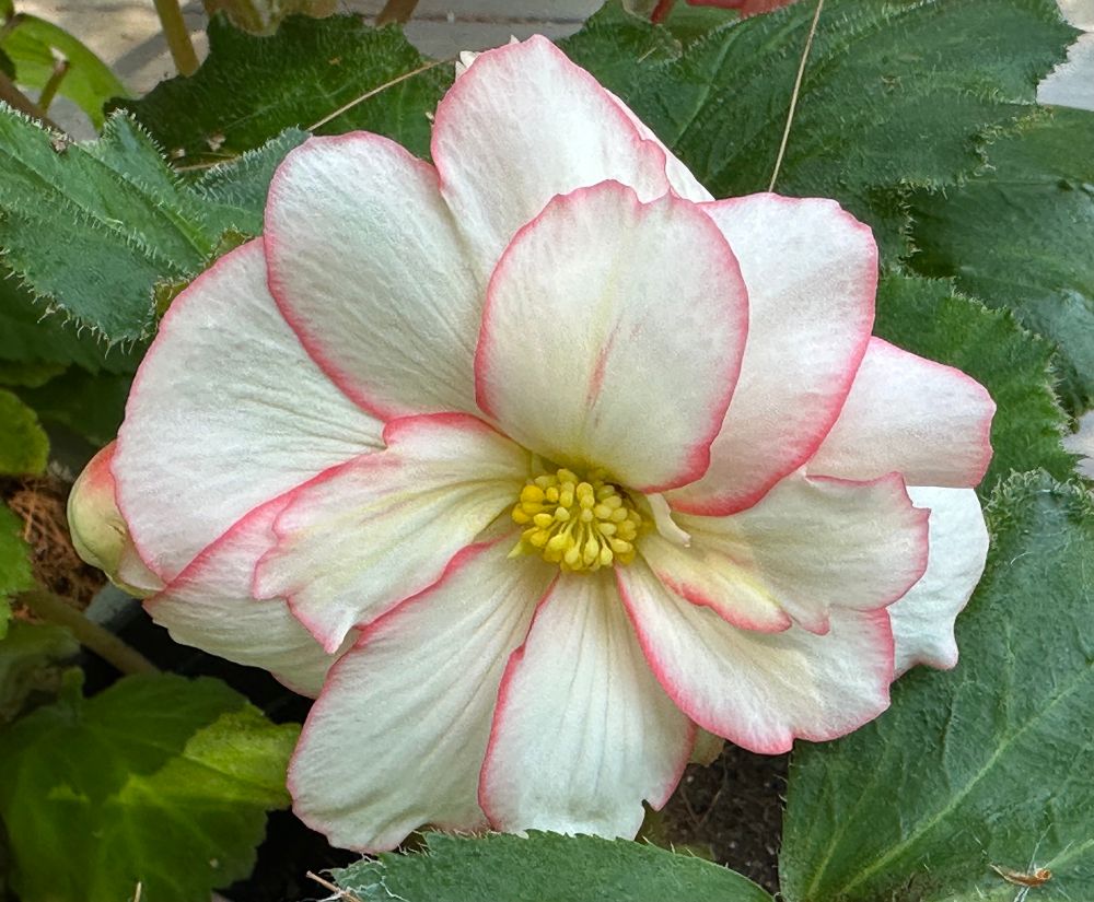A large white begonia flower with pink tracing around the edges of its petals. This is a male flower.