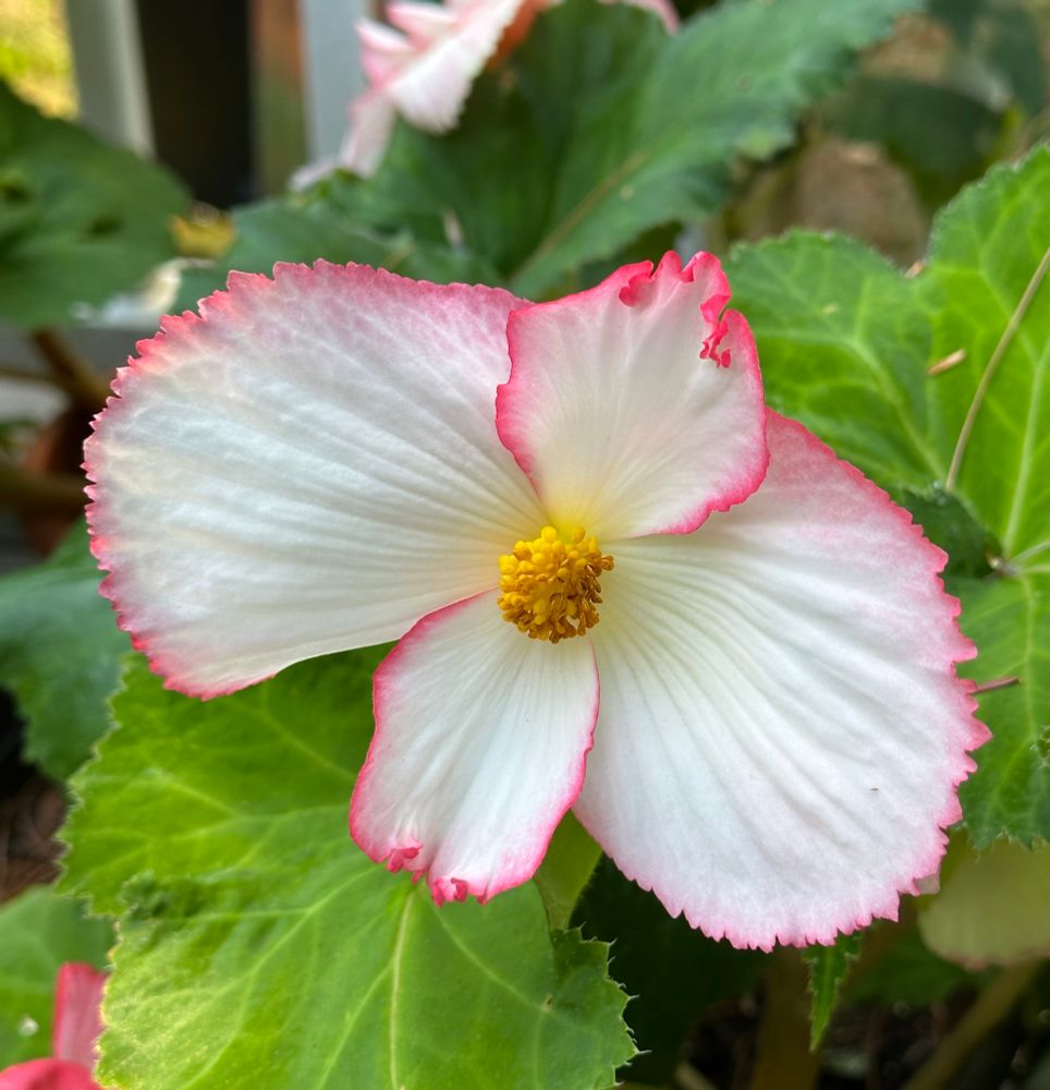 A white begonia flower with pink tracing around the edges of its petals. This is a female flower, smaller and with only four petals.