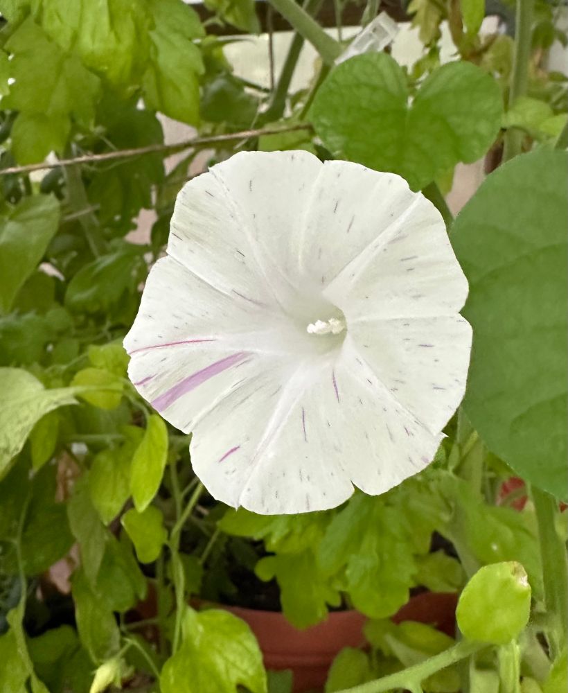 An almost totally white morning glory flowers with a few thin and incomplete bits of pale purple stripes 