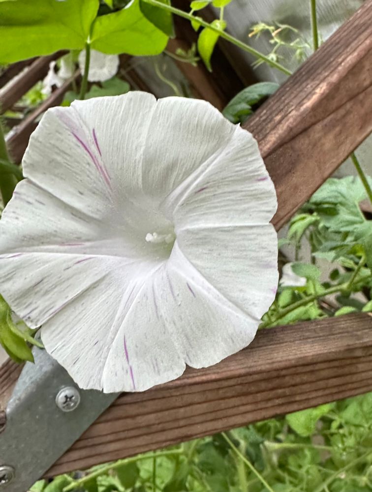 An almost totally white morning glory flowers with a few thin and incomplete bits of pale purple stripes 