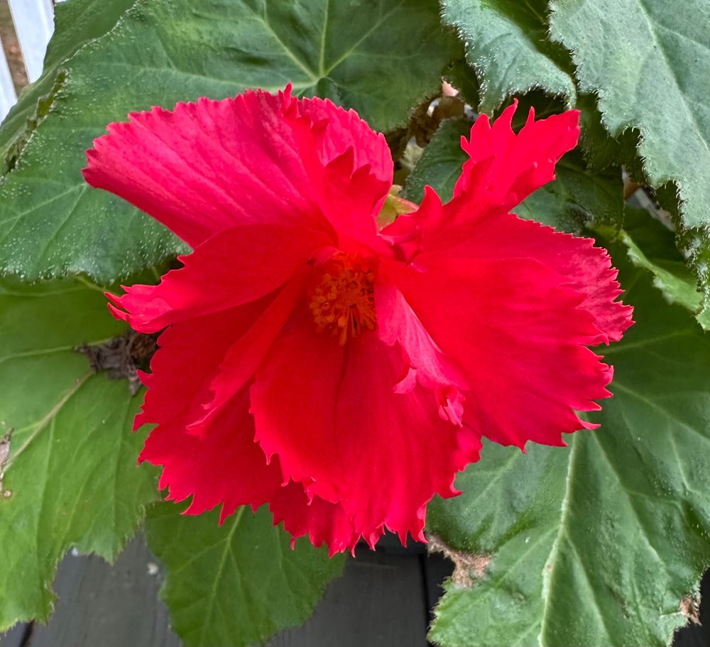 A red/salmon flower with ruffled multipointed edges on each petal