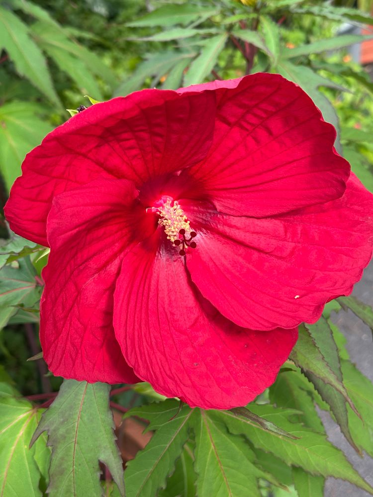A large (8 or 10 inch) red hibiscus bloom, bright red