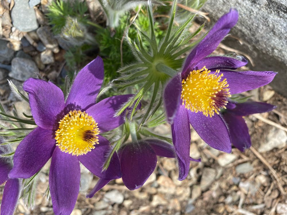 Derek Lowe: And Pasque flower from back in the early spring: — Bluesky