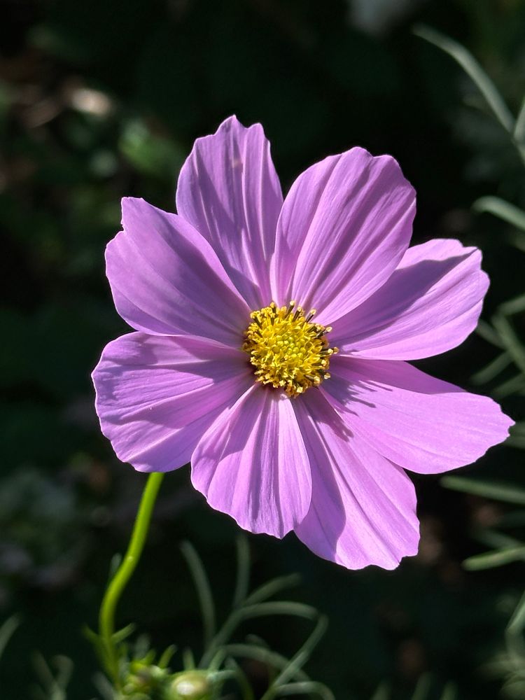 A pink cosmos flower with a yellow center, this one almost entirely lacking the white stripes/highlights that most of the others on this plant show 