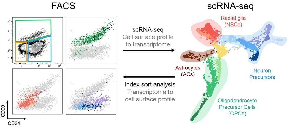 Index sorting allows mapping of transcriptomic cell types onto their cell surface marker profile.