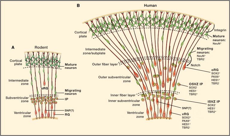 Contrasting Rodent and Human Neocortical Development (Lui, Hansen, Kriegstein, Cell 2011)