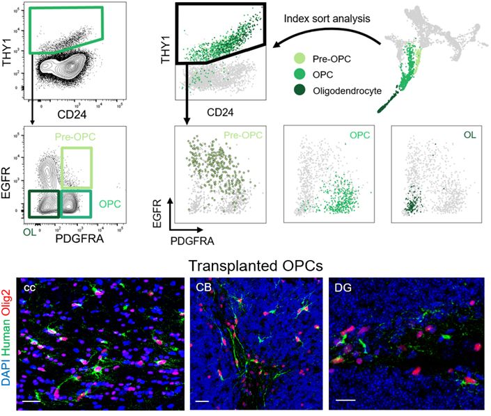 Purified OPCs are unipotent.