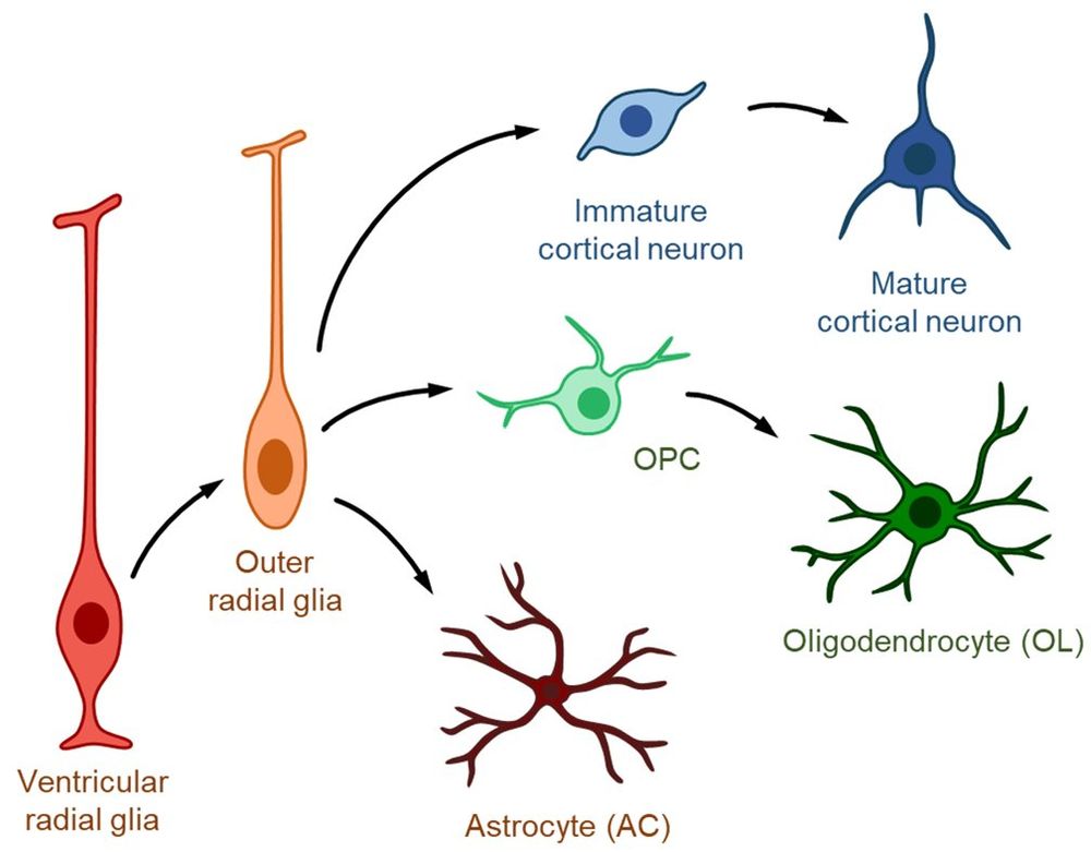 The neural stem cell hierarchy in the developing cerebral cortex.