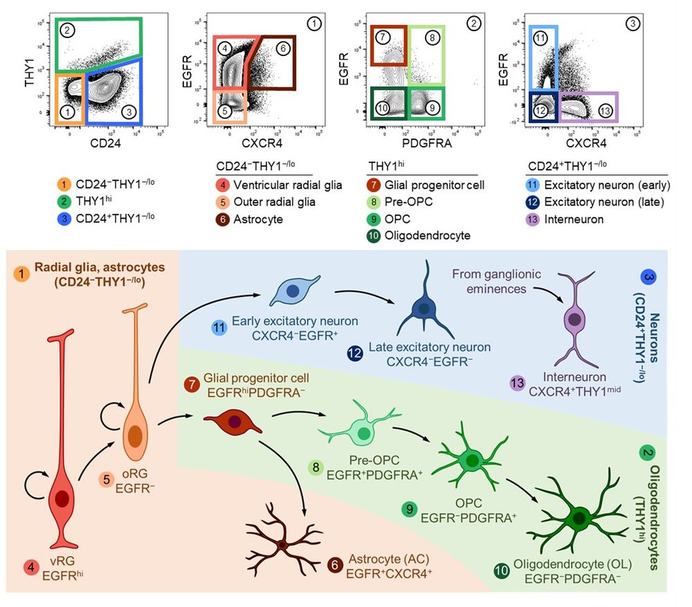 Purification scheme for neural stem and progenitor cells from the human brain.