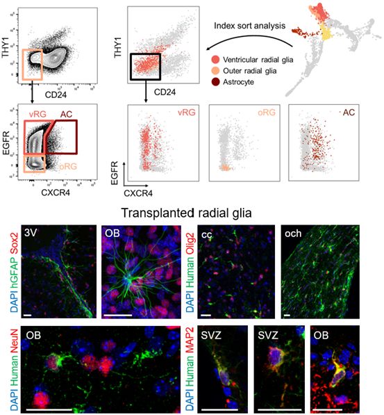 Purified radial glia are tripotent.
