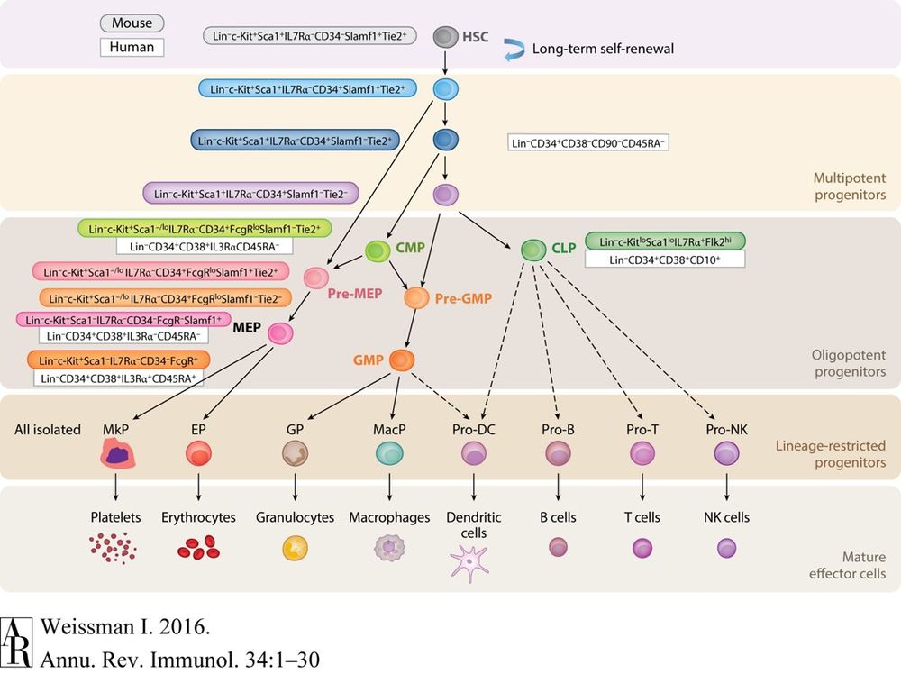 The hematopoietic stem cell hierarchy