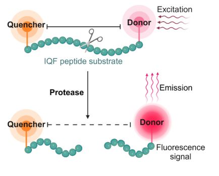 a figure from a scientific paper depicting the fluorescent reporter assay for chikungunya virus protease activity. in places where the protease is inactive, there will be no fluorescent signal due to the physical proximity of the quencher and the donor (linked by a peptide substrate). where the protease is active, the peptide substrate will be cleaved and will free the donor from the influence of the quencher and thus produce a fluorescent signal upon excitation. 