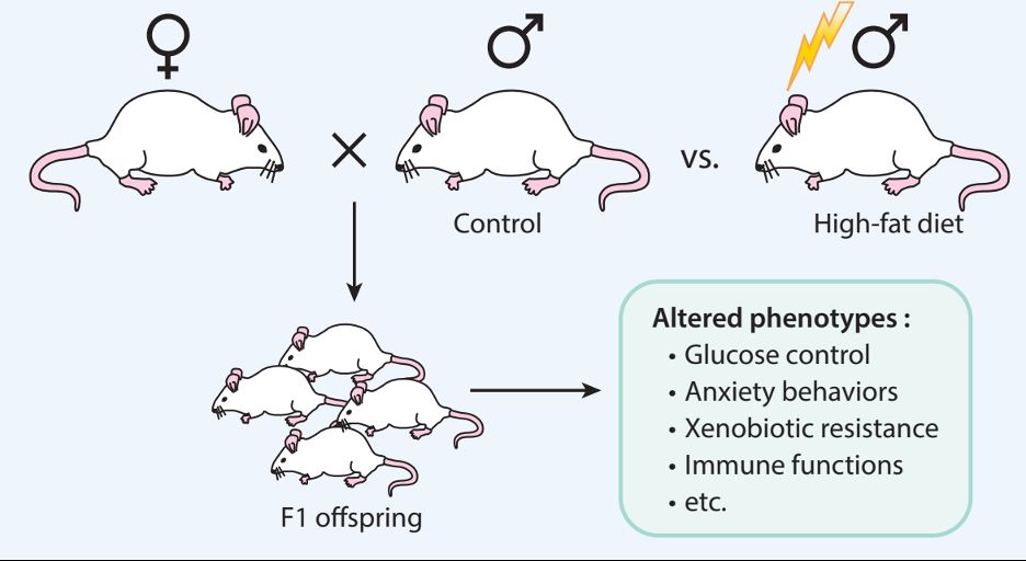 A figure from the linked manuscript. A mating scheme between a control female and control male, and then control female and high-fat diet male is shown. F1 offpsring of high-fat diet male mice are known to have altered phenotypes in glucose control, anxiety behaviors, xenobiotic resistance, immune functions, and others. 