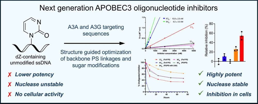 schematic of publication results titled "next generation apobec3 oligonucleotide inhibitors." Shows how changing sequences and backbones increases potency, stability against nucleases, and activity in cells. 