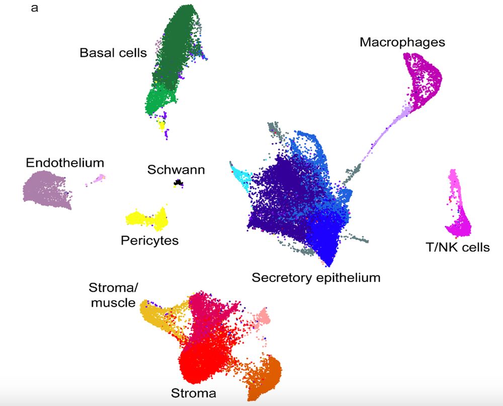 a scatter plot showing the relationships between all the cells sequenced from the adult mouse seminal vesicle. major cell groupings include the secretory epithelium, basal cells, stroma, macrophages, and endothelial cells, among others.