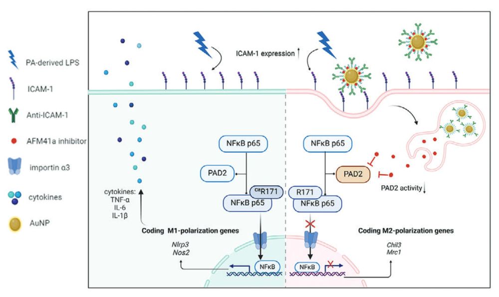a complex infographic showing the proposed mechanism of action for the nanomedicine developed in this publication. in untreated cells, treatment with LPS increases ICAM-1 expression while simultaneously activating nfkb p65 signaling (this process is partly regulated by citrullination enzyme PAD2). in treated cells, the nanomedicine (covered in ICAM-1 antibodies) binds to ICAM-1 and is taken up by the cell. a PAD2 inhibitor is released inside the cell and reduces PAD2 activity, which therefore reduces nfkb p65 signaling. 
