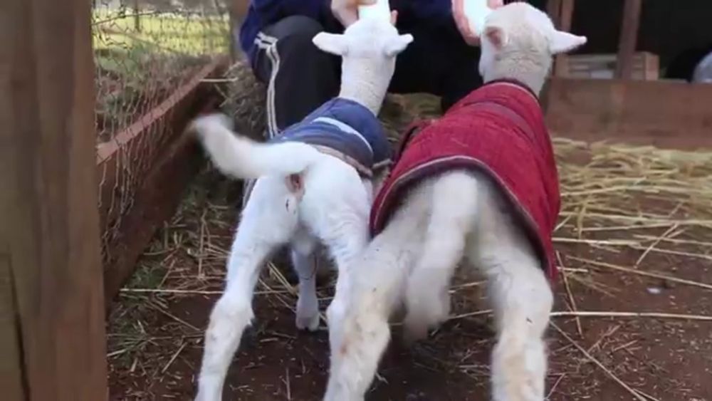 two sheep wearing coats are standing next to each other in a pen