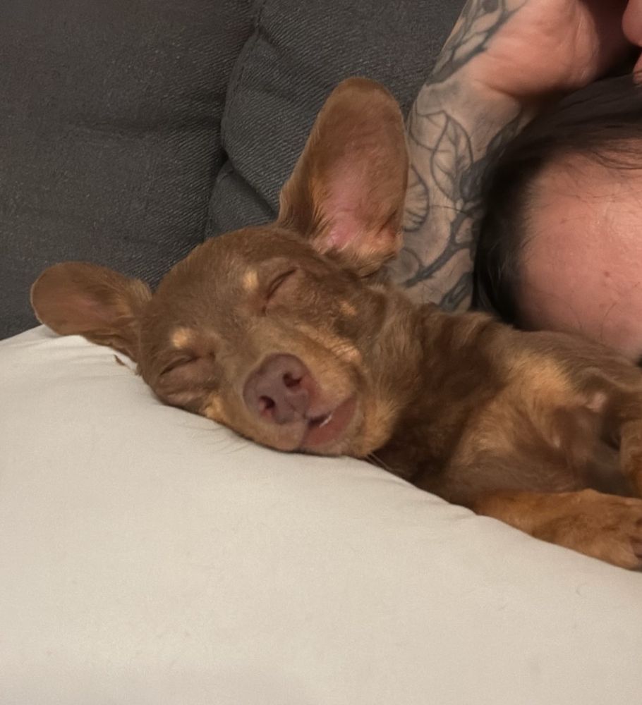 Tiny the chiweenie taking a nap. she is brown and tan and has big ol’ ears like a Furby does 