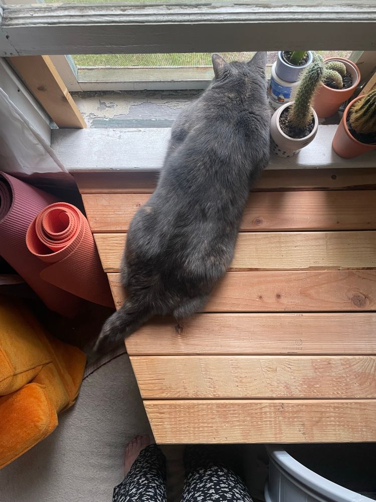 Worm lying flat on a window seat and staring out the window beside some cactus plants 