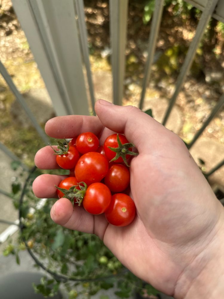 Hand holding a cluster of cherry tomatoes 