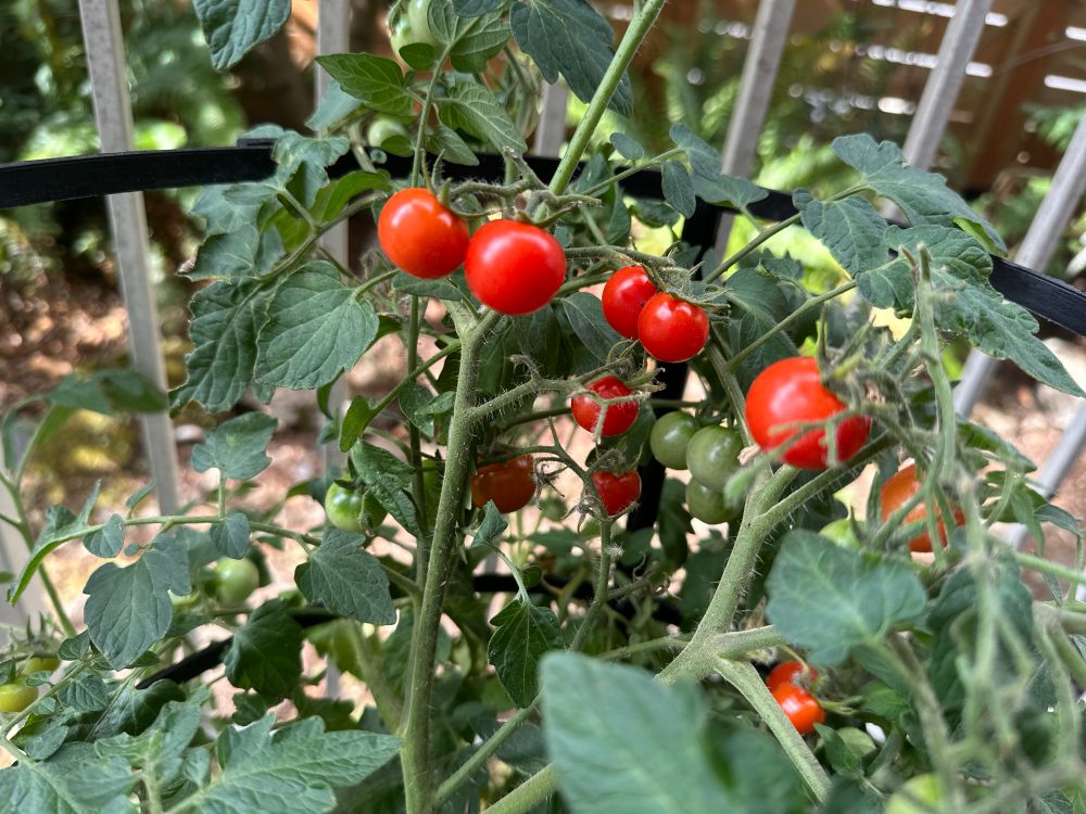 cherry tomato plant. Some fruits are red and ripe, some are still green.