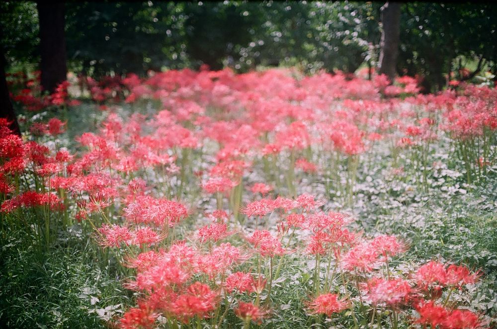 満開の曼珠沙華
