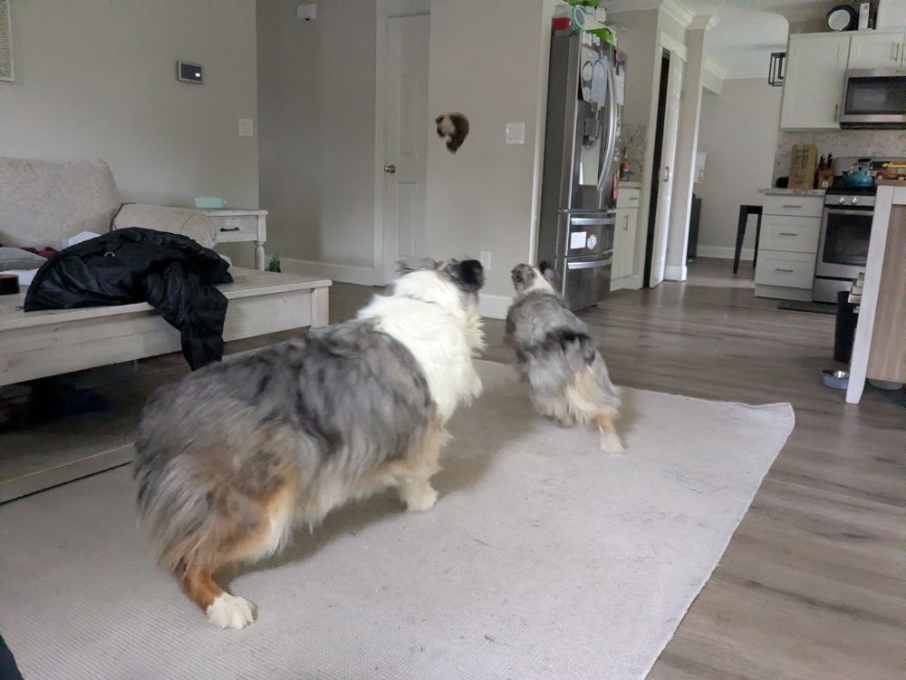 the dogs turning to run after the mid-flight toy