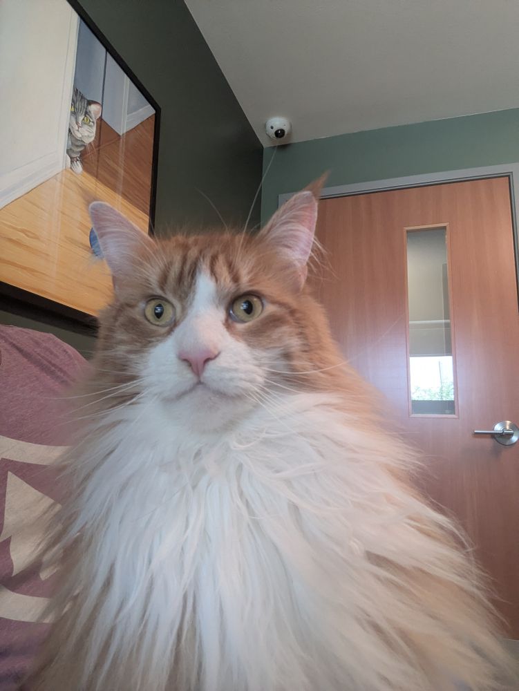 an orange and white Maine coon looking high as fuck, staying straight into camera