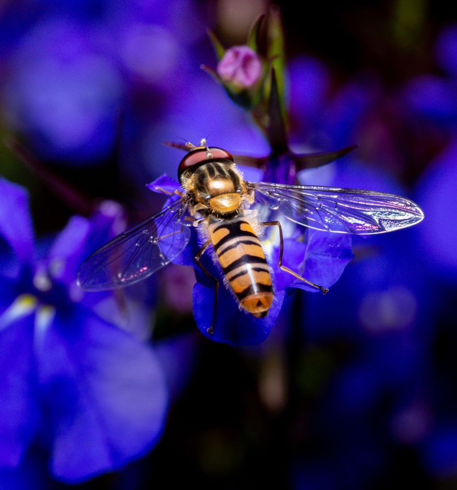 Hoverfly at rest on bluish flower