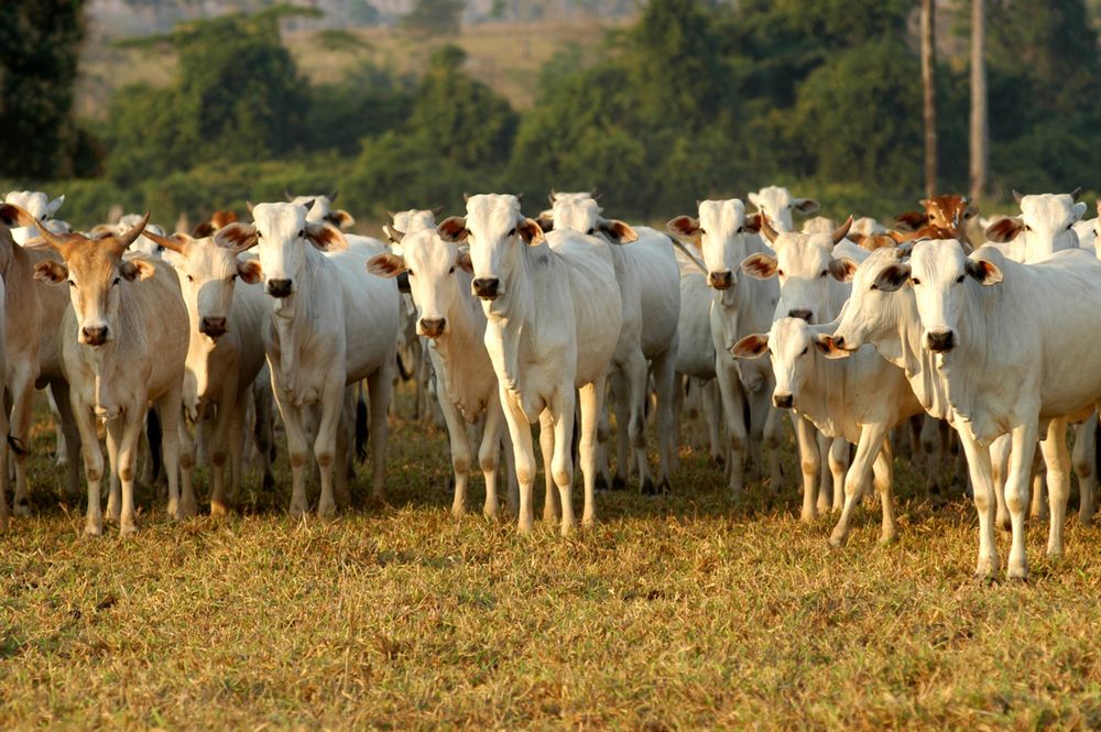 Pastagem é a principal causa de desmatamento na Amazônia nos últimos 39 anos, revela estudo