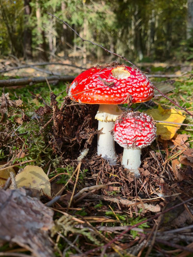 Zwei rote Fliegenpilze mit weißen Punkten im Waldboden zwischen Laub, Moos und kleinen Ästen.