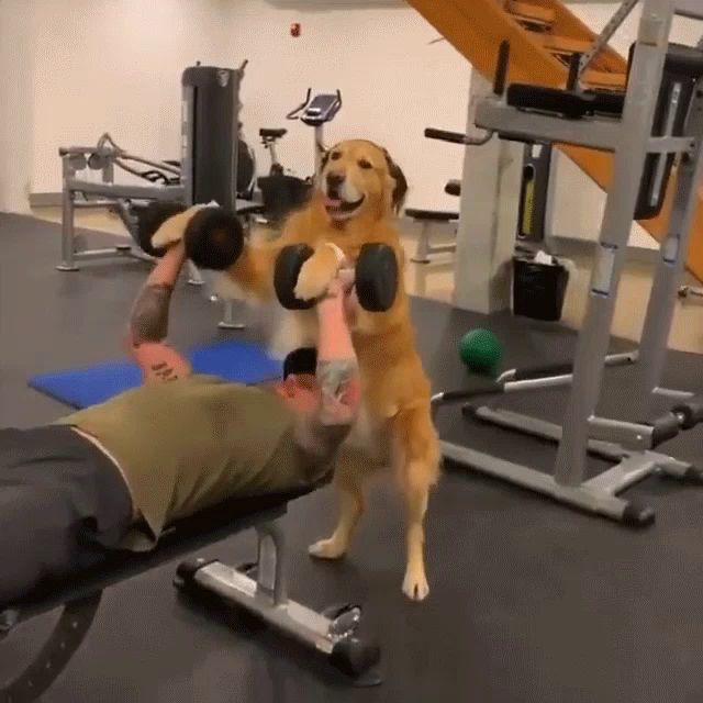 a man is lifting dumbbells in a gym with a dog standing behind him