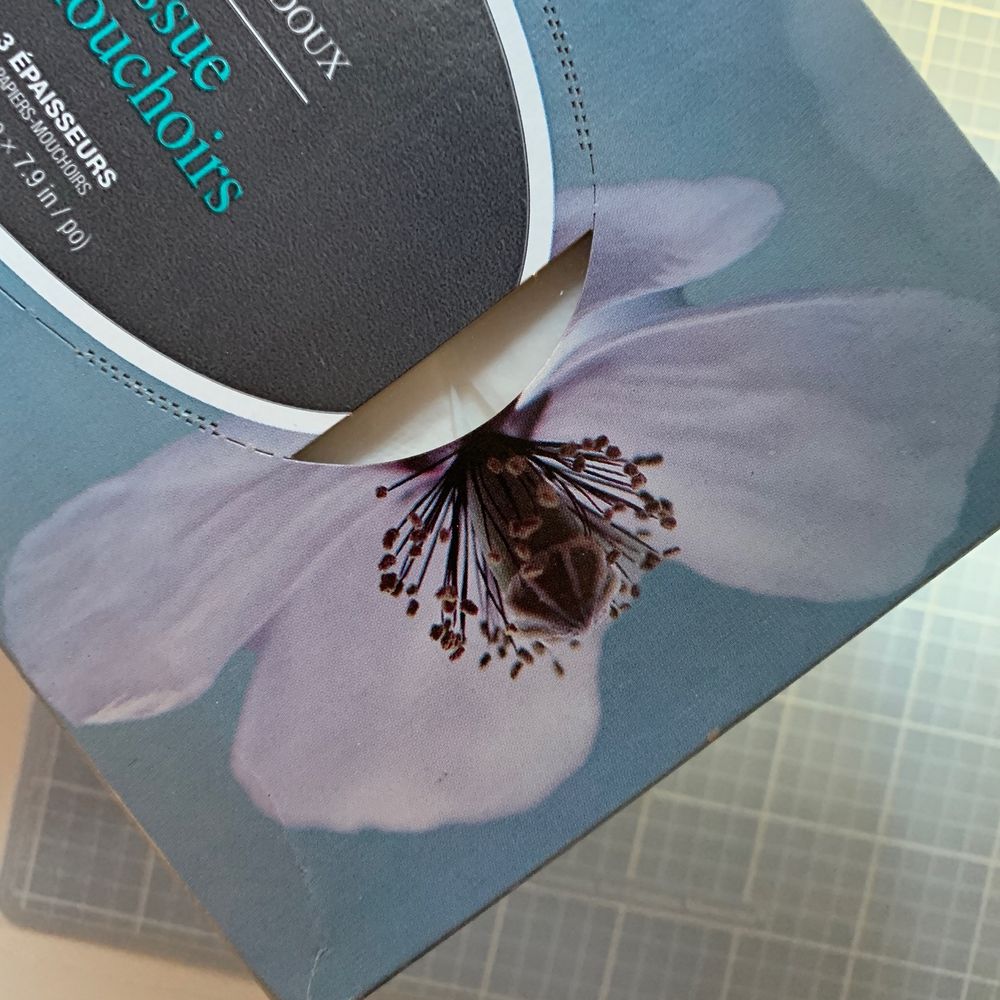 Costco tissue box with pale purple flower. The black pistil looks like a thick-bodied, multi-legged insect.