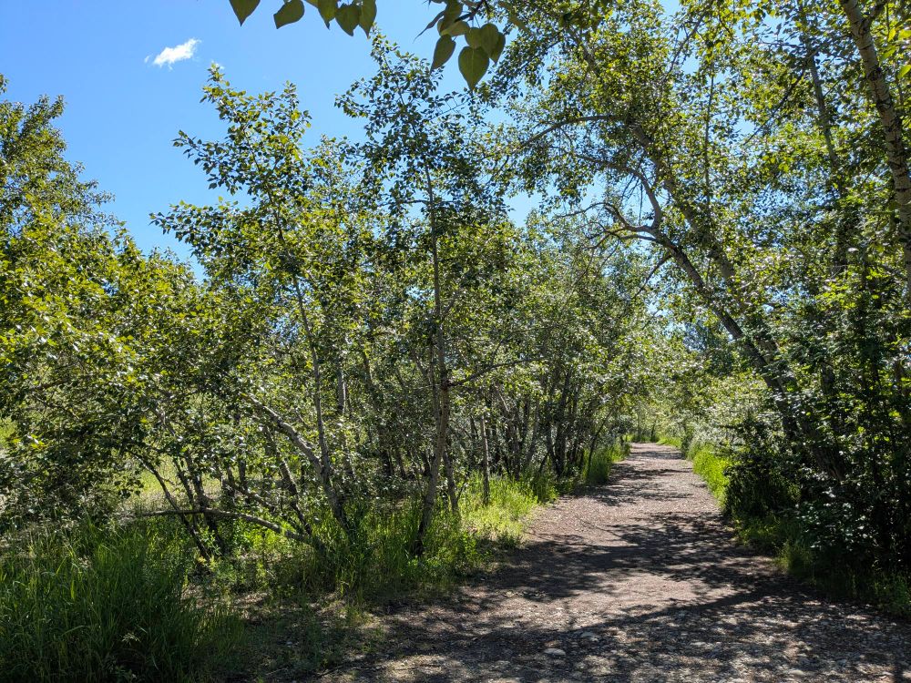 A dirt path curves gently to the right through a wooded area. Dense deciduous trees with bright green foliage line both sides of the trail, creating a natural canopy overhead. Tall grass grows along the path edges. The sky is clear blue with minimal clouds visible through gaps in the tree cover. Dappled sunlight creates shadows across the unpaved trail surface.
