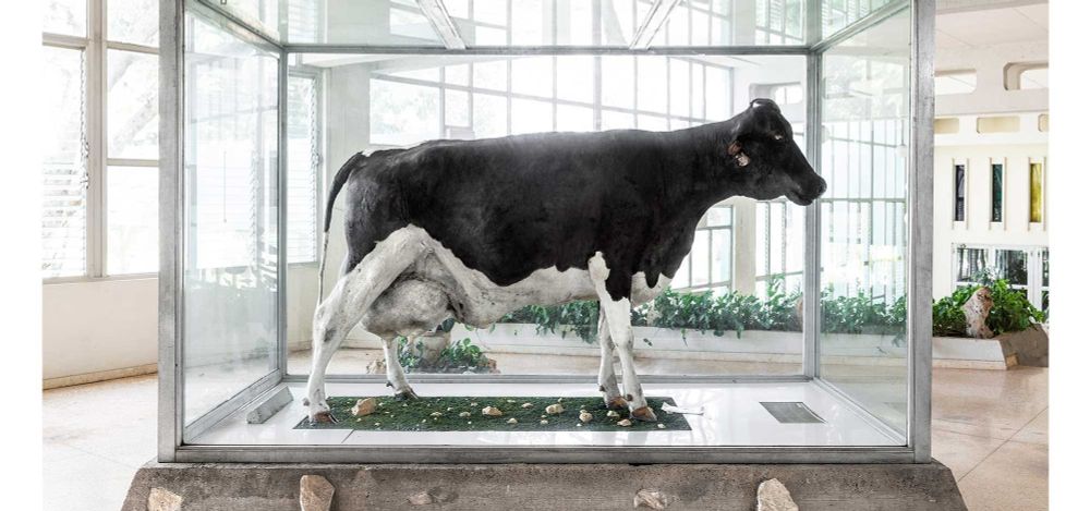 Color life-size statue of Ubre Blanca (White Udder), a black and white Holstein/Zebu hybrid with a white udder. She is inside of a glass case on a concrete plinth and is stood upon green turf with white fake flowers.