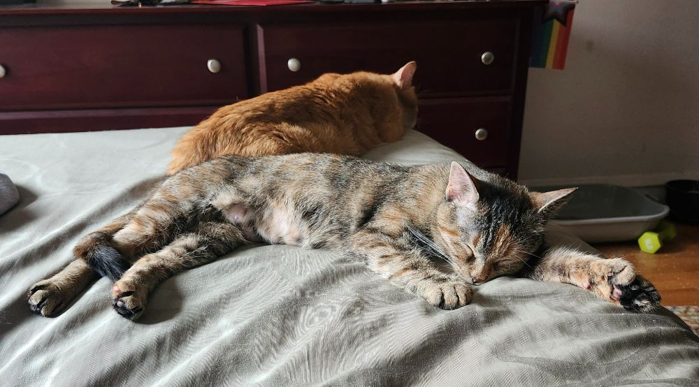 2 kitties sleeping on a bed. The tiny tortie faces the camera, sprawled on her side, tail curled around one leg. The ginger is angled away, sleeping in a tidy log on his tummy with one hip just touching her back.