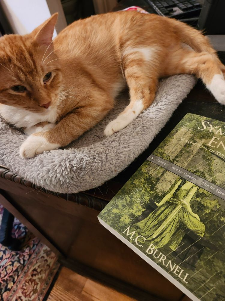 A ginger with white feet and white chest lying in a kitty bed on a desk. The same book is lying in front of him and he's not sure why. He has pretty tiger stripes and a white garter on his left rear leg.