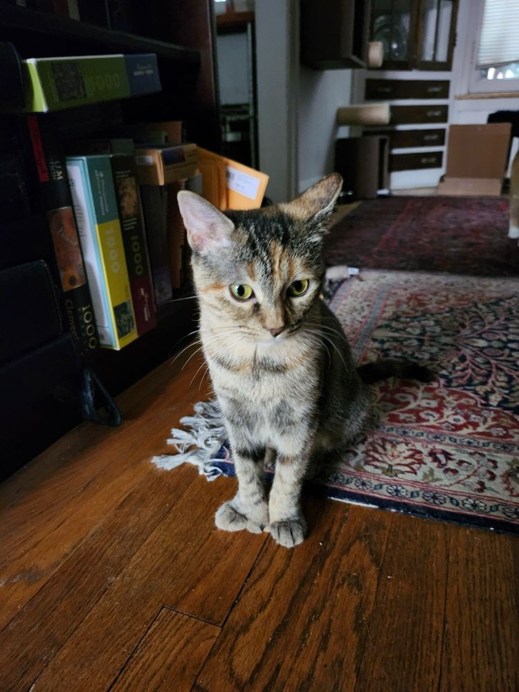 A very small tortie kitty sitting on her haunches on the margin between a rug and hardwood floor. She isn't looking into the camera, and one of her ears is back like she's contemplating getting a wild hair. 