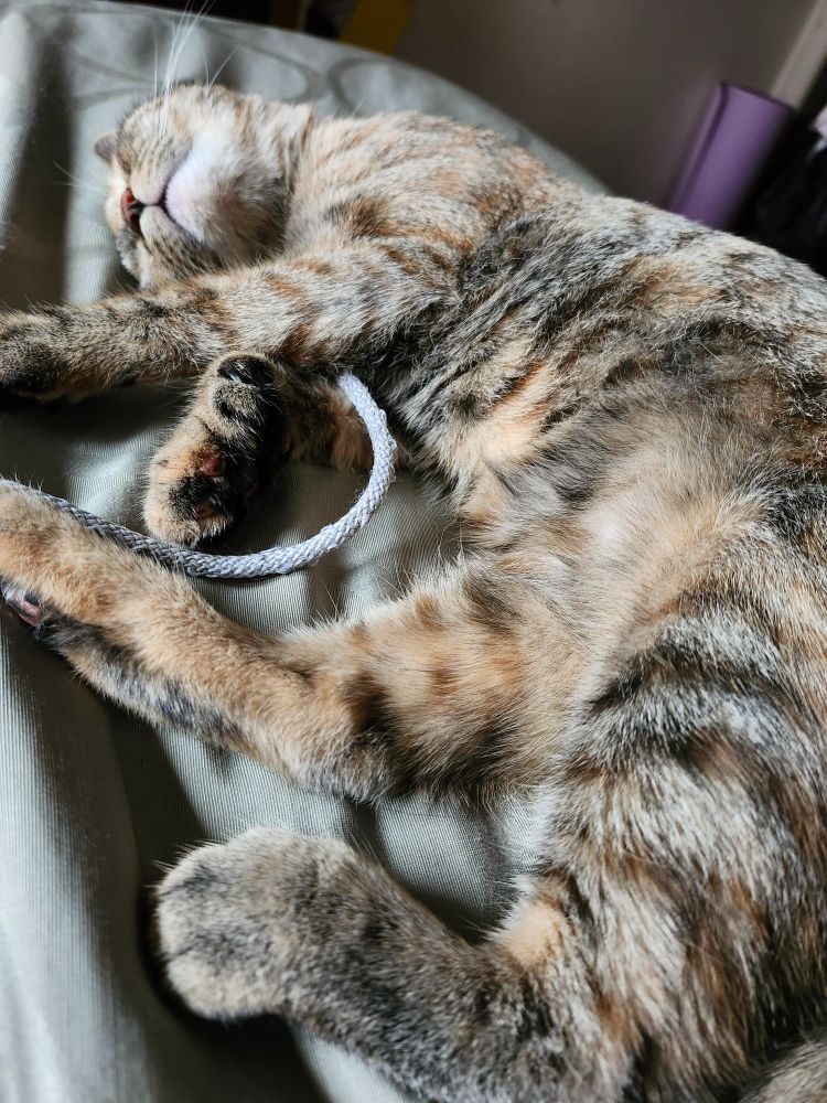 The same dilute tortie conked out on a bed still tangled in the hoodie-string she just wrestled to submission, showing off her belly-cowlick. Her face is turned up so you can see her chin is cream-colored, her nose a dark red. She also has extra toes on her forepaws!
