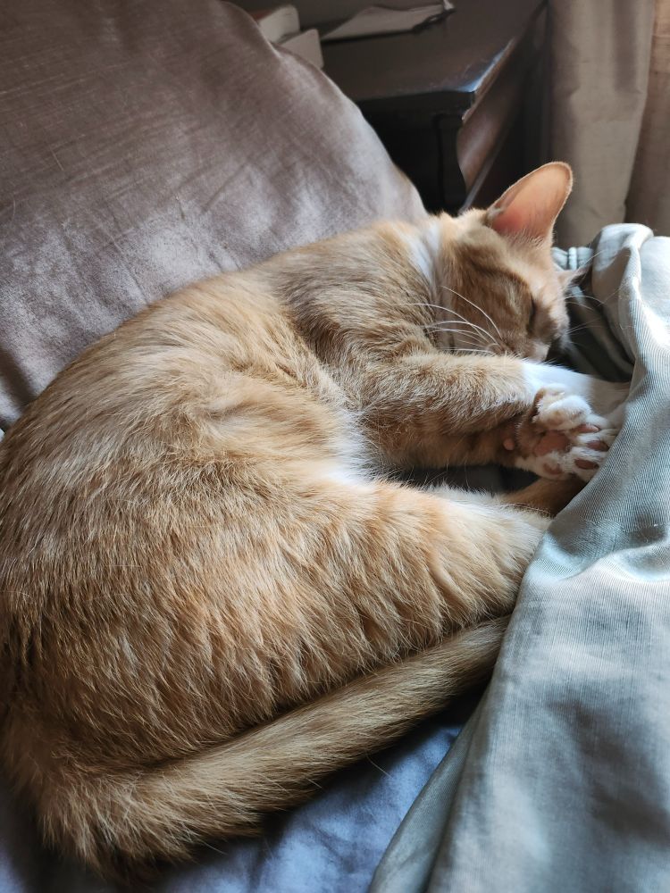 A little ginger fellow sleeping on his side on a bed, back against the throw pillows, paws and tail tucked under the covers.